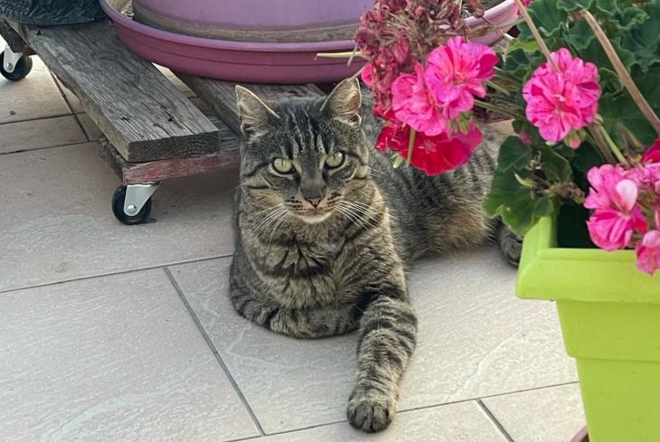 Alerta de Desaparición Gato Hembra , 7 años Huisseau-sur-Cosson Francia