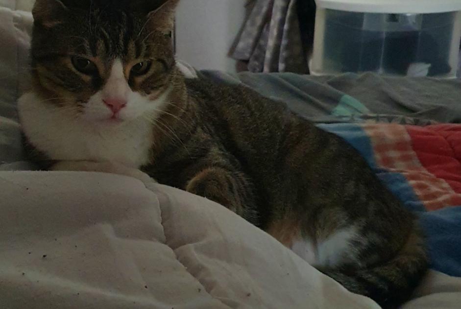 Alerte Disparition Chat  Mâle , 5 ans Saint-Aignan France